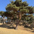 효령대군 이보묘역 | [수원조경업체]효령대군 방배동 이보묘역 소나무전지작업, 품격있는 수형관리