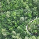 소나무숲 이미지