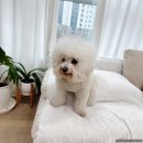 강아지집 | 우다다 4in1 멀티클리퍼 강아지 이발기로 집에서 미용 후기