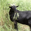 진 한방 흑염소 이미지