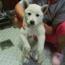 백구파출소 이미지