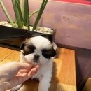 구산동강아지 네이버블로그