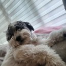 다온그루밍 이미지