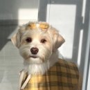 그루미송 이미지