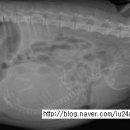 의정부24시IU동물병원 이미지