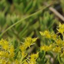 돌나물 Stringy stonecrop 이미지