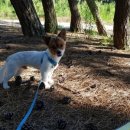 몽산포 송림 이미지