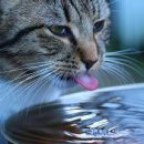 대치수동물병원 이미지