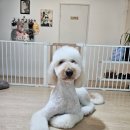 케니애견돌봄센터 이미지