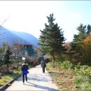 나리 신령수 이미지