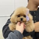 앨리스코리아켄넬 이미지