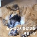 개좋다냥 | 순천 강아지 고양이 분양 미용 개좋다냥