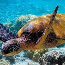 거북빌딩 이미지