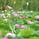 물미연꽃마을 이미지