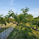 이팝농장 이미지