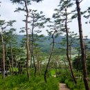 삼한국대부인순흥안씨묘 Daum카페