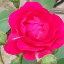 소희꽃농원 이미지