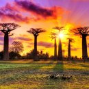 바오밥나무 이미지