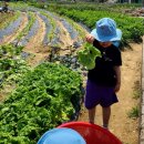 텃밭활동~파모종심기👨‍🌾👩‍🌾 이미지