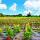 동산농장(1) 이미지