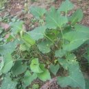 가락농장 이미지