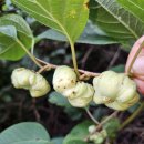 자연약초직거래장터자연산 개다래 열매 산행 채취 개다래 생열매 야생 개다래 ㅡ 주문 채취 ㅡ주문중 김형희산야초 이미지