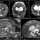 솔펫 동물병원 이미지