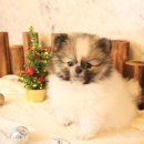 도그마루 강아지고양이 평택점 이미지