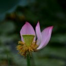 서오지리연꽃마을 이미지