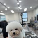 펫아카데미경남학원 네이버블로그