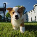 강아지야 이미지