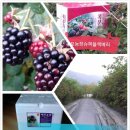 김순덕 농장 이미지