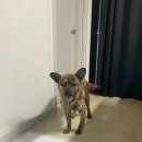 아크로 켄넬 | 강아지 입양시 준비할것 2탄 - 구매할것들