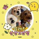 옐레드 애견유치원 & 애견호텔, 미용 안산고잔점 | 안산 애견유치원 : 옐레드 안산고잔점을 소개합니다💛
