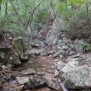 굽더더기버섯 흰굴뚝버섯 자연산버섯 능이버섯 꾀꼬리버섯 (자연산 약초 산행기) 이미지