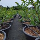 대왕농장2 이미지