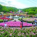 [울산광역매일]울산시, 300만 송이 장미 향기에 젖는다 이미지