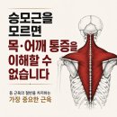 승모근을 모르면 목·어깨 통증을 이해할 수 없습니다. 이미지