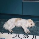 블루밍 펫 살롱 | 시흥능곡 애견미용 추천, 블루밍 펫 살롱