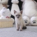 미니펫 강아지분양 고양이분양 수원점 이미지