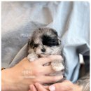 부산강아지분양 유독 이미지