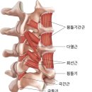 도수치료 차이 분석과 추나요법효과 팩트 체크