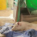 계양산목장 | 계양산 개농장 봉사활동 롯데목장 개 살리기 시민모임 후기 들고 왔어요!