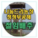 강원도 절임배추 마감 김치 알타리김치만 주문 받아요. 이미지