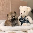 강아지분양 고양이분양 포근퍼피 | 동작강아지분양 우리집 새 식구와 함께하는 따뜻한 매일매일 감사 일기