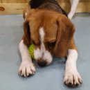 카페독스 이미지