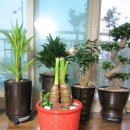 알로카시아 이미지