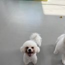 온리 펫살롱 이미지