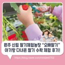 원주농장 | 원주 신림 딸기체험농장 “오빠딸기” 🍓 아기랑 다녀온 딸기 수확 체험 후기!