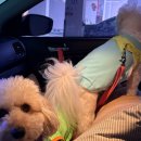 대견하개 이미지